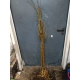 MORWA biała NA PNIU kulista - sadzonki 120 / 140 cm